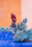 IN GLEISS UND ZIER, Koralle rot, Schlacke, Oxidation, Foto Achim Weinberg